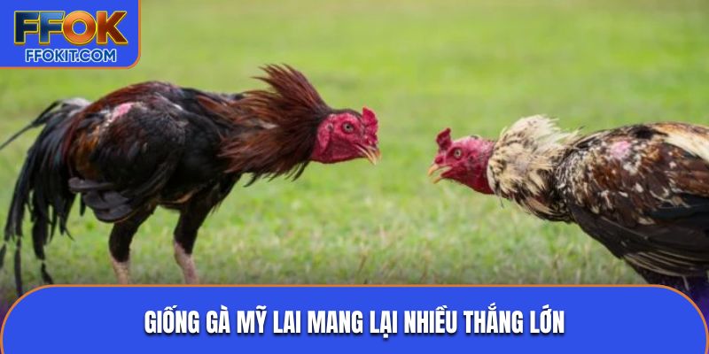 Giống gà Mỹ lai mang lại nhiều thắng lớn