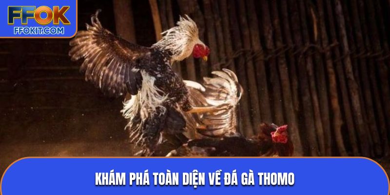 Khám phá toàn diện về đá gà Thomo