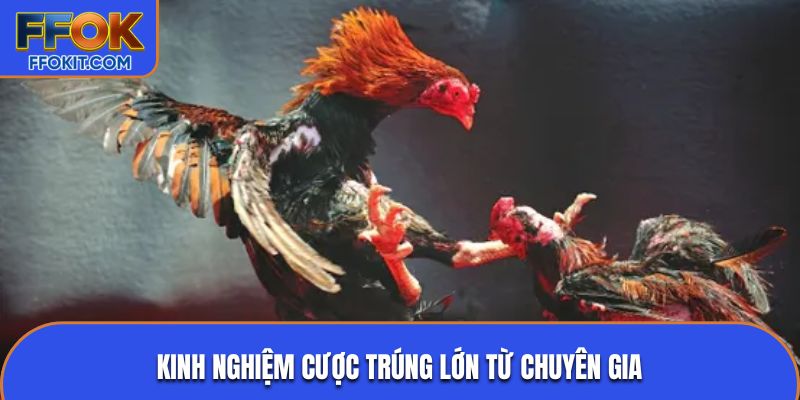 Kinh nghiệm cược trúng lớn từ chuyên gia